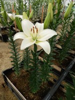 [5653 VZ H09 8029-01 No01.JPG]